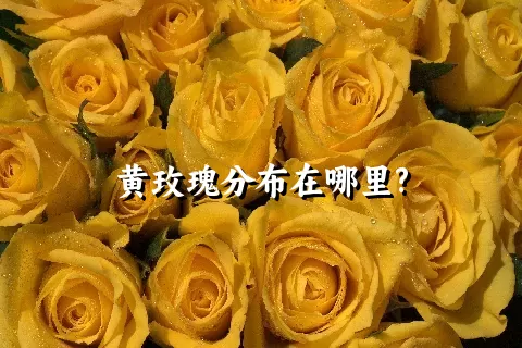 黄玫瑰分布在哪里?