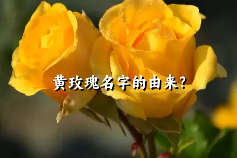 黄玫瑰名字的由来？