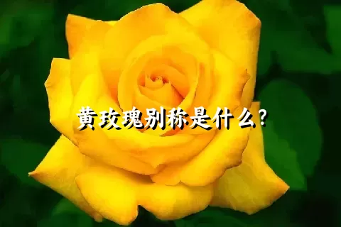 黄玫瑰别称是什么？