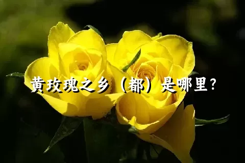 黄玫瑰之乡（都）是哪里？