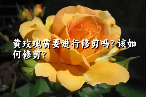 黄玫瑰需要进行修剪吗？该如何修剪？