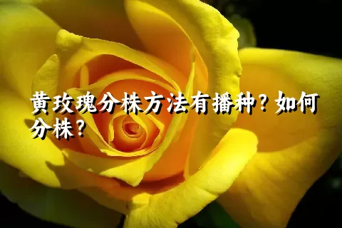 黄玫瑰分株方法有播种？如何分株？