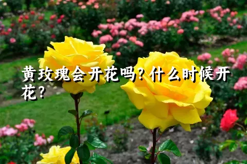 黄玫瑰会开花吗？什么时候开花？