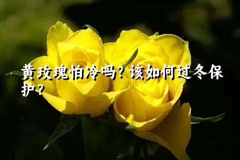 黄玫瑰怕冷吗？该如何过冬保护？