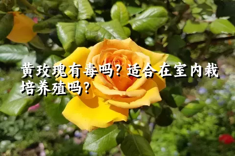 黄玫瑰有毒吗？适合在室内栽培养殖吗？