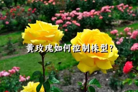 黄玫瑰如何控制株型？