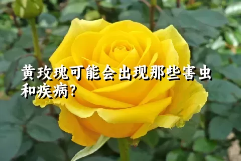 黄玫瑰可能会出现那些害虫和疾病？