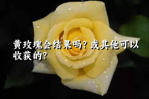 黄玫瑰会结果吗？或其他可以收获的？