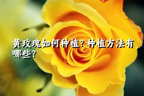 黄玫瑰如何种植？种植方法有哪些？