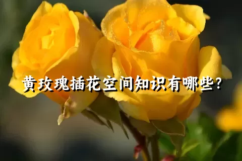 黄玫瑰插花空间知识有哪些？