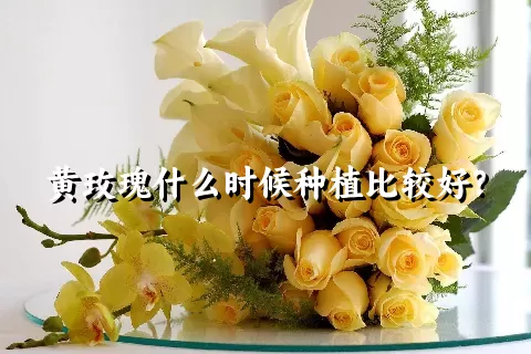 黄玫瑰什么时候种植比较好？