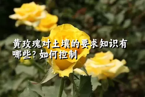 黄玫瑰对土壤的要求知识有哪些？如何控制