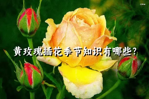 黄玫瑰插花季节知识有哪些？