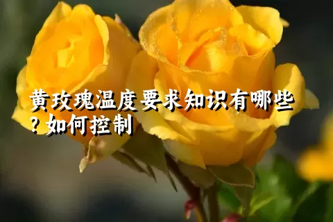 黄玫瑰温度要求知识有哪些？如何控制