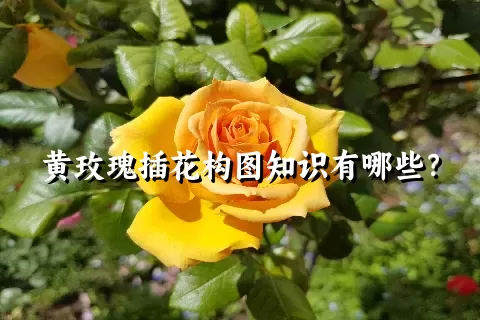 黄玫瑰插花构图知识有哪些？