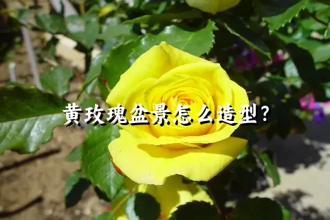 黄玫瑰盆景怎么造型？