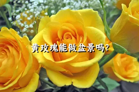 黄玫瑰能做盆景吗？