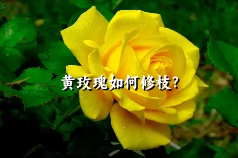 黄玫瑰如何修枝？