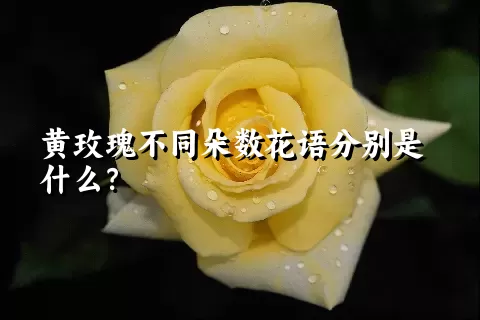 黄玫瑰不同朵数花语分别是什么？