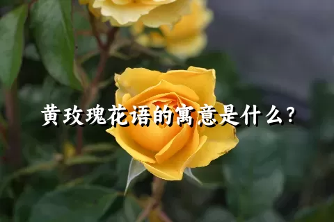 黄玫瑰花语的寓意是什么？