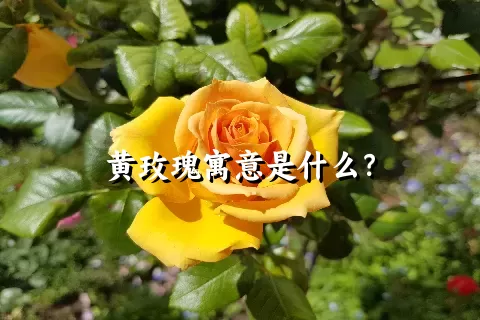 黄玫瑰寓意是什么？