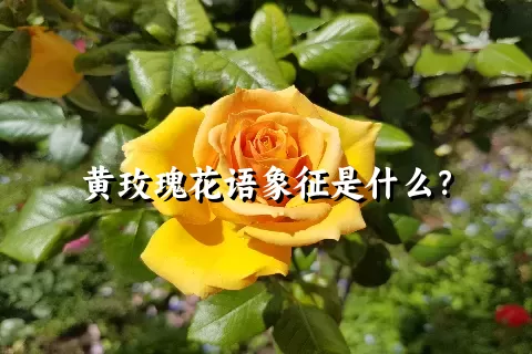 黄玫瑰花语象征是什么？