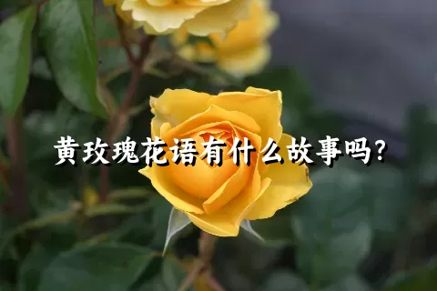 黄玫瑰花语有什么故事吗？