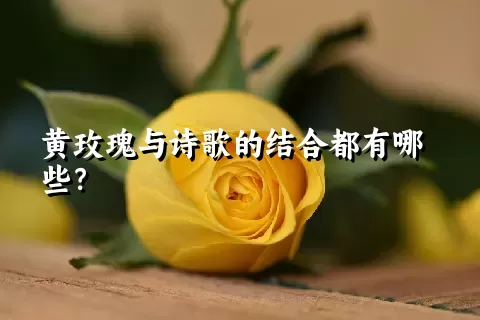 黄玫瑰与诗歌的结合都有哪些？