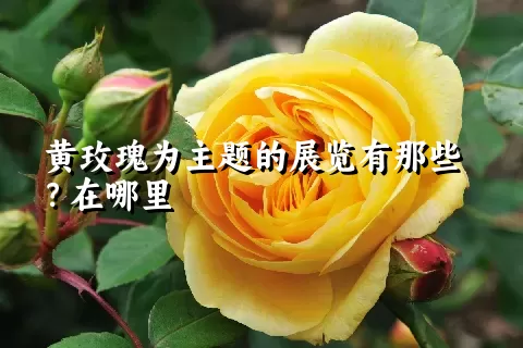 黄玫瑰为主题的展览有那些？在哪里