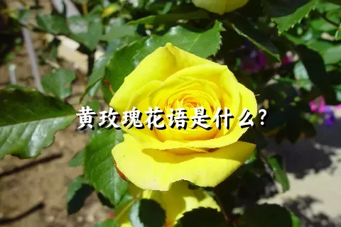 黄玫瑰花语是什么？