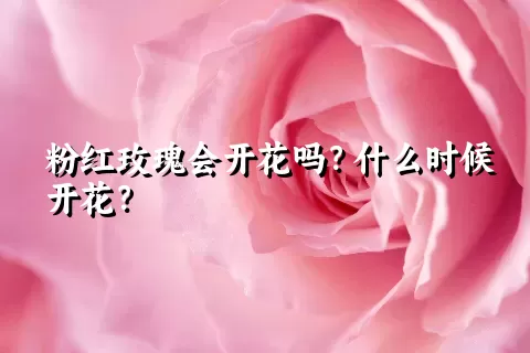 粉红玫瑰会开花吗？什么时候开花？