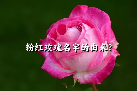 粉红玫瑰名字的由来？