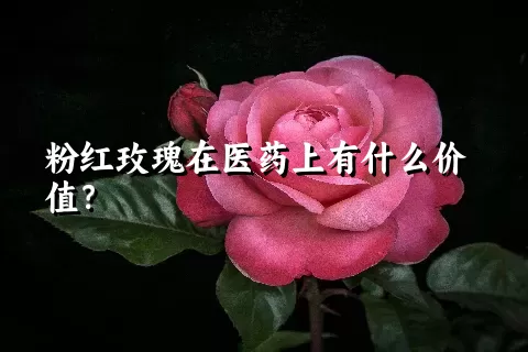 粉红玫瑰在医药上有什么价值？