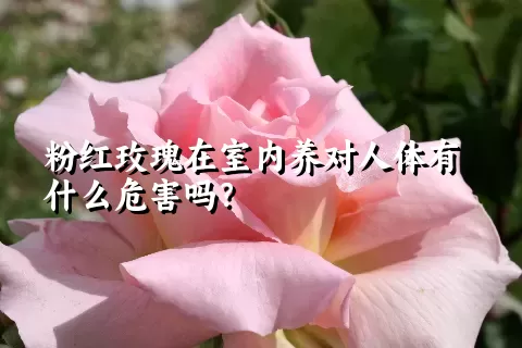 粉红玫瑰在室内养对人体有什么危害吗？