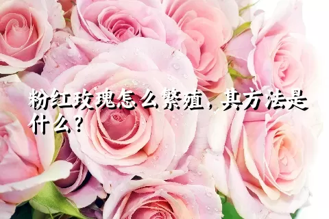 粉红玫瑰怎么繁殖，其方法是什么？