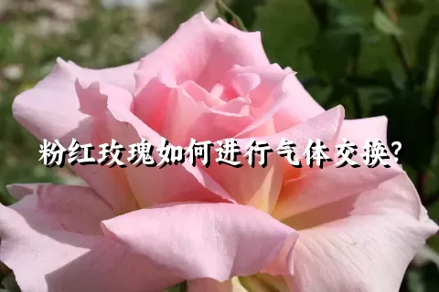 粉红玫瑰如何进行气体交换？