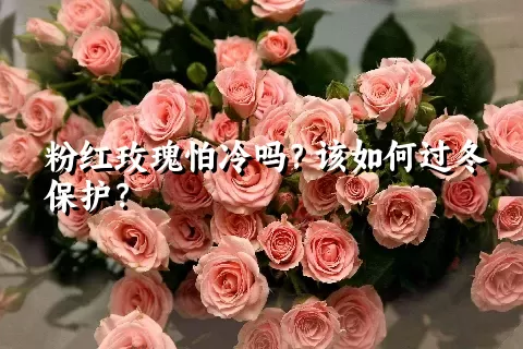 粉红玫瑰怕冷吗？该如何过冬保护？