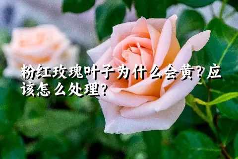 粉红玫瑰叶子为什么会黄？应该怎么处理？