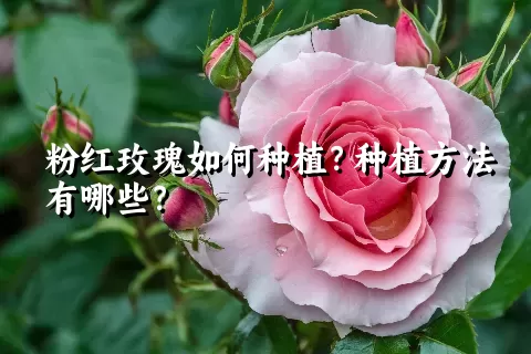 粉红玫瑰如何种植？种植方法有哪些？