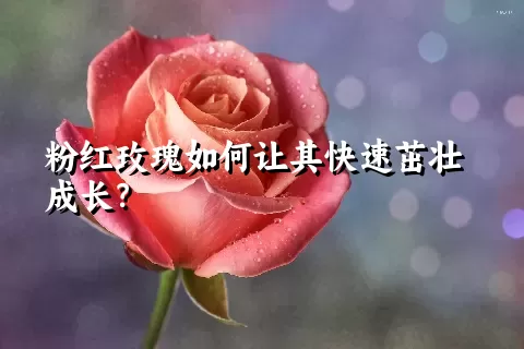 粉红玫瑰如何让其快速茁壮成长？