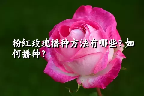 粉红玫瑰播种方法有哪些？如何播种？