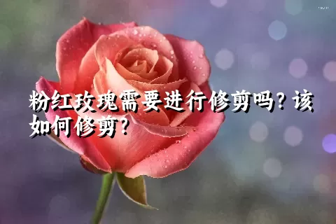 粉红玫瑰需要进行修剪吗？该如何修剪？