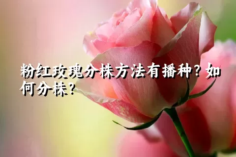 粉红玫瑰分株方法有播种？如何分株？