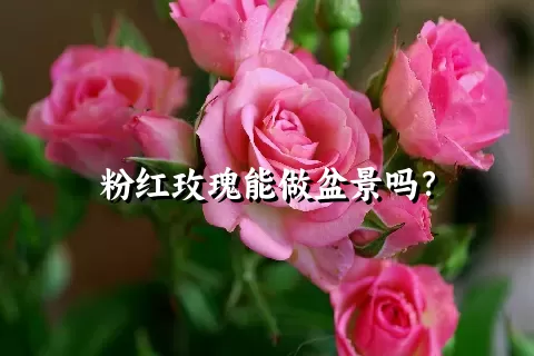 粉红玫瑰能做盆景吗？