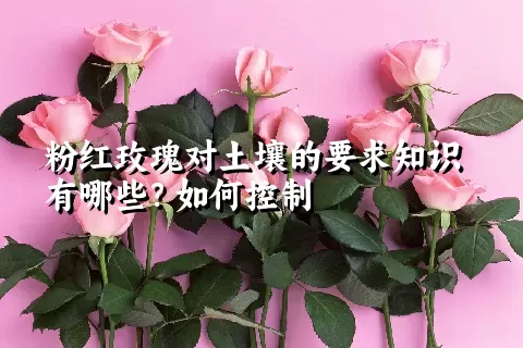 粉红玫瑰对土壤的要求知识有哪些？如何控制