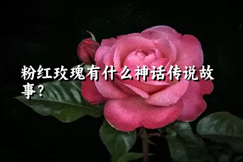 粉红玫瑰有什么神话传说故事？