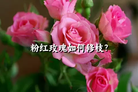 粉红玫瑰如何修枝？