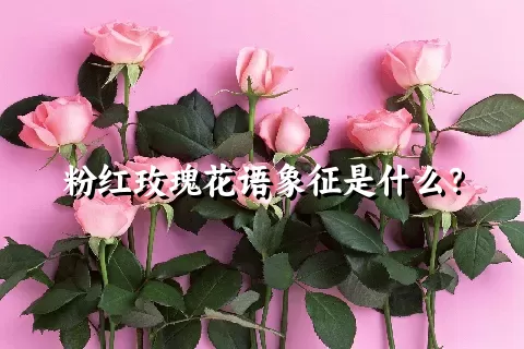 粉红玫瑰花语象征是什么？