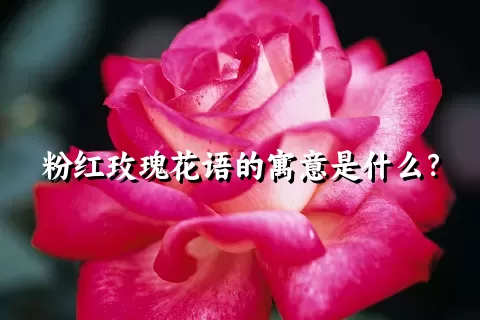 粉红玫瑰花语的寓意是什么？