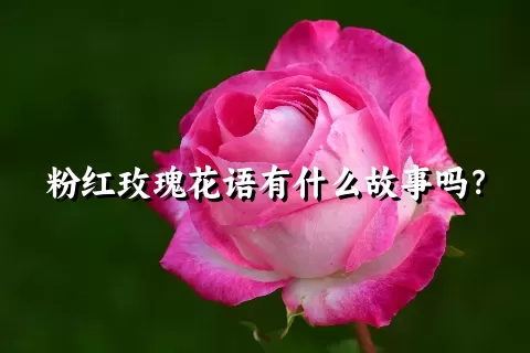 粉红玫瑰花语有什么故事吗？